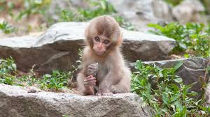 cute monkeys wallpapers wallpaper cave