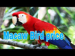 top 06 macaw bird for india