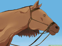 How To Choose A Bit For A Horse 10 Steps With Pictures