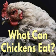 Chickens are omnivores, to be sure. What Can Chickens Eat 40 Fruits Veggies And More