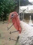 why-do-turkeys-have-balls-on-their-neck