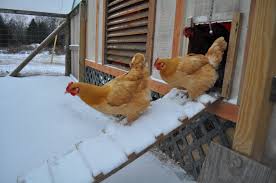 Image result for winterizing your chicken coops