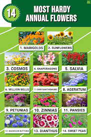 14 Most Hardy Annual Flowers A Z Animals