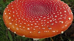 While not as common as other recreational drugs, the aspca's animal poison control center reports that pet exposures to hallucinogenic mushrooms do occur. What Animals Eat The Fly Agaric Mushroom Mushroomzoom Com