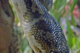 photo safari carpet python