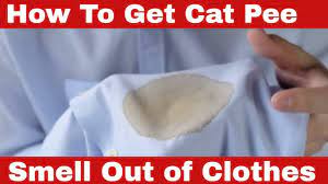 how to get cat smell out of clothes
