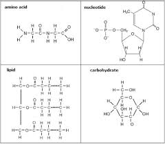 biological molecules flashcards quizlet