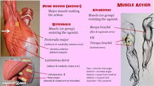 Each fibre types has different qualities in the way they perform and how quickly. Muscle Names Muscle Groups Body Parts How Skeletal Muscles Are Named Wedding Dresses