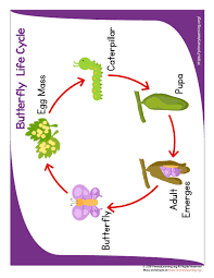 Butterfly Life Cycle Anchor Chart Primarylearning Org