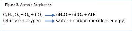 cellular respiration definition and