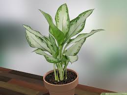 It is one of the most common house plants across the world, even if it is native to africa. How To Care For Indoor Plants 15 Steps With Pictures Wikihow
