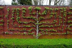 Espalier Fruit Trees Big Harvests In