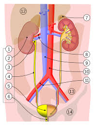 Urinary System Wikipedia