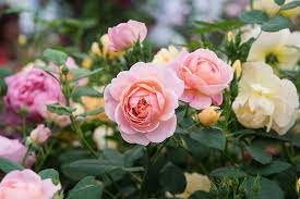 How To Grow Roses Rhs Gardening