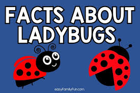 interesting facts about ladybugs free