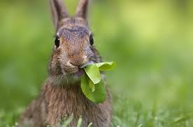 Resultado de imagen de conejo come apio