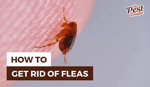 get rid of fleas in your house yard