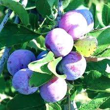 Do Apple Trees Self Pollinate Telpi Co