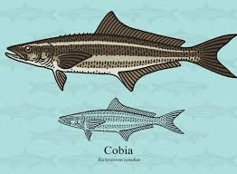 cobia what it tastes like how to cook it