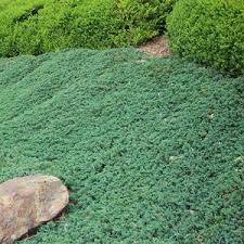 blue rug juniper sooner plant farm