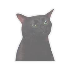 Black Cat Zoning Out Meme Cat Meme