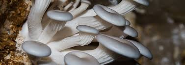 Common Mushroom Growing Terminology