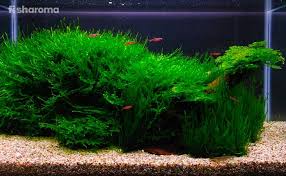 java moss care guide propagation