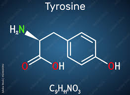 tyrosine l tyrosine tyr c9h11no3