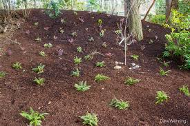 A Pacific Northwest Forest Garden