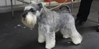 Our family started raising schnauzers because they are delightful family pets, and we. Schnauzer Puppies For Sale Schnauzer Puppies Purebred Puppies