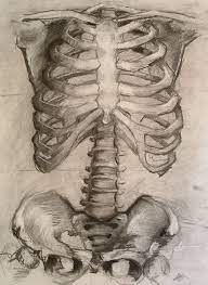 Contributing to their role in protecting the internal thoracic organs. Rib Cage And Pelvis Study By Intheintrestoftime On Deviantart Rib Cage Drawing Anatomy Art Rib Cage