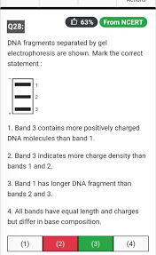 q28 from ncert dna fragments separated
