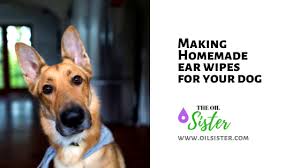 making homemade ear wipes for your dog