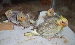 Babies Country Born Feathered Friends