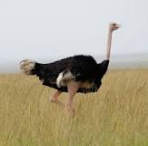 Why are ostriches birds if they can