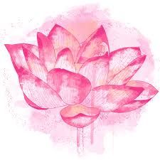 Lotus Flower Symbolism Zenned Out