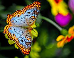 500+ Colorful Butterfly Pictures [HQ ...