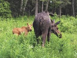 Biologists Say Leave Baby Moose Alone