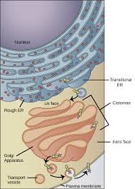 Rough endoplasmic reticulum (rer), series of connected flattened sacs, part of a continuous membrane organelle within the cytoplasm of eukaryotic cells, that plays a central role in the synthesis of proteins. The Endomembrane System Article Khan Academy