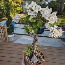 bougainvillea bonsai in miami