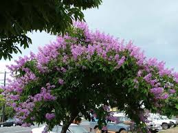 Flowering Trees Purple Flowering Tree