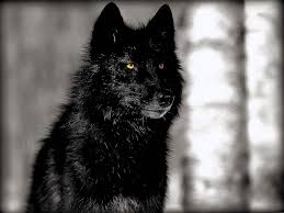 HD Wallpapers Of Black Wolf - Wolf ...