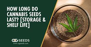 how long do cans seeds last