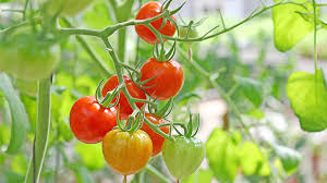 how to fertilize tomatoes pro mix