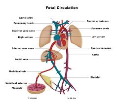 Fetal Circulation And Erythropoiesis Embryology