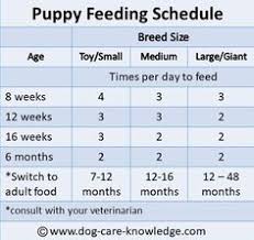 25 Methodical Puppies Diet Chart
