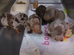 We sell healthy puppies which include dapple, red, long haired, and more! Dachshund Puppies In Alabama