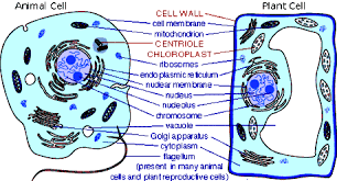 Biology corner labeled animal cell coloring answer key 33 and plant labeling worksheet answers project list. 2