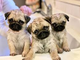 You can also try to find pug puppies on craigslist. We Just Hosted A Pug Sleepover Party And We Re About To Do It Again