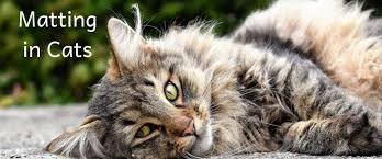 what-can-i-do-for-my-cats-matted-fur